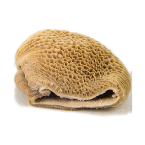 Honeycomb shaki (Tripe)