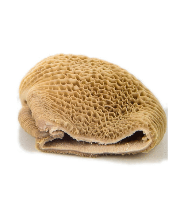 Honeycomb shaki (Tripe)
