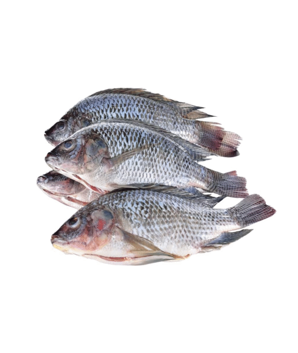 Medium Tilapia Fish 3kg pack (free shipping)