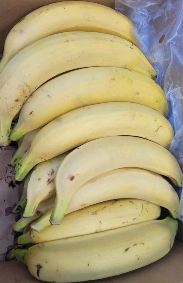 Fresh mid ripe plantain (16pcs)
