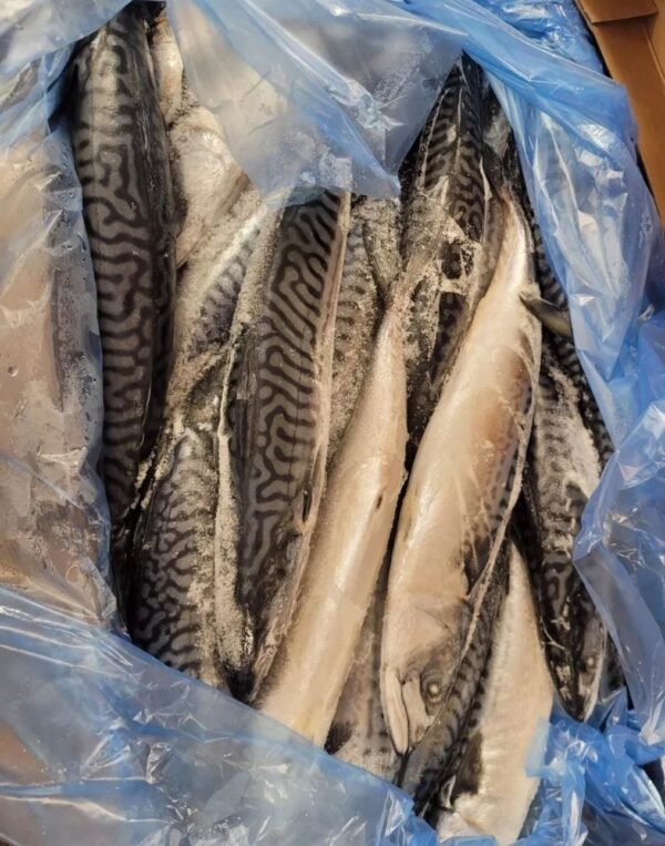 Frozen Mackerel Titus Fish-4kg - Image 2